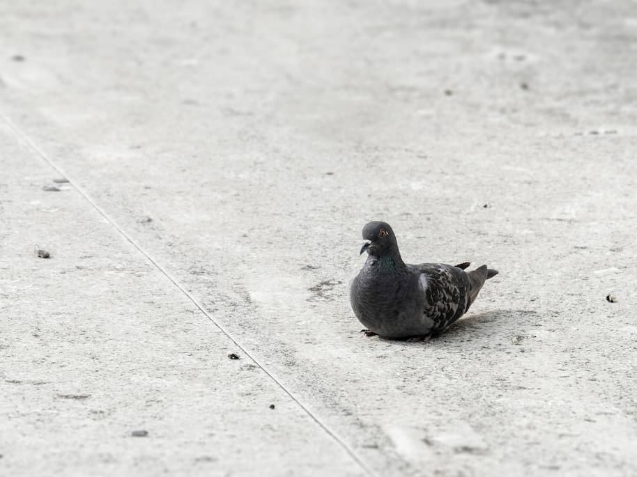 rainbowpigeon